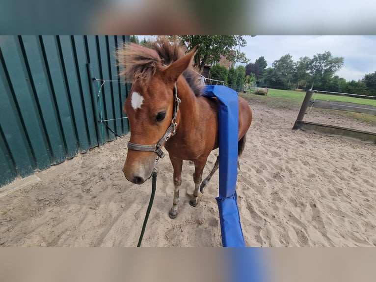 Freiberger Stallion Foal (04/2025) 15,1 hh Brown in Itterbeck