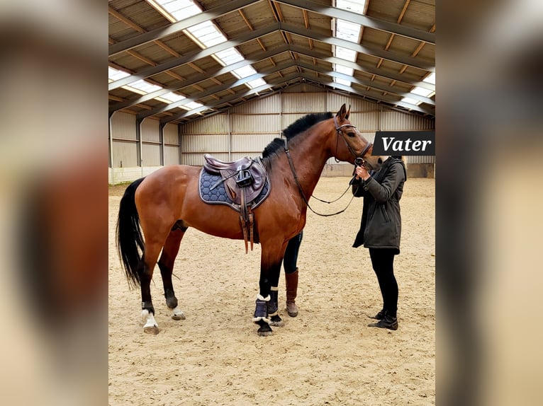 Freiberger Stallion Foal (04/2025) 15,1 hh Brown in Itterbeck