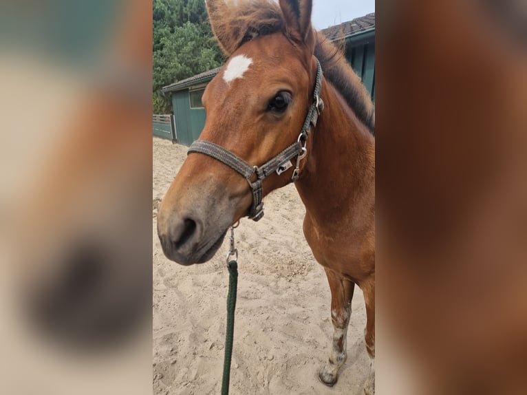 Freiberger Stallion Foal (04/2025) 15,1 hh Brown in Itterbeck