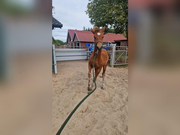 Freiberger Stallion Foal (04/2025) 15,1 hh Brown in Itterbeck Freiberger Stallion Foal (04/2025) 15,1 hh Brown in Itterbeck