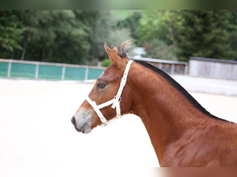 Freiberger Stallion Foal (03/2025) 15,1 hh Brown in Escholzmatt