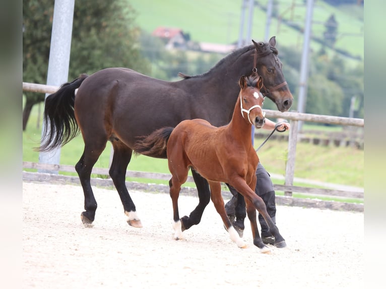 Freiberger Stallion Foal (04/2025) 15,1 hh Brown in Escholzmatt