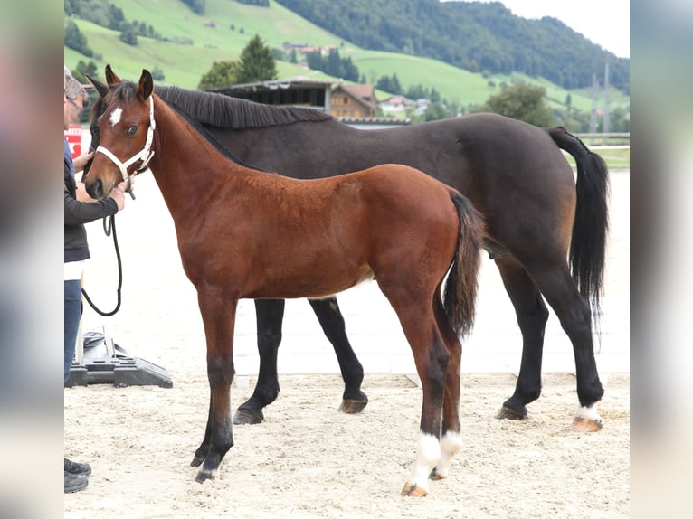 Freiberger Stallion Foal (04/2025) 15,1 hh Brown in Escholzmatt