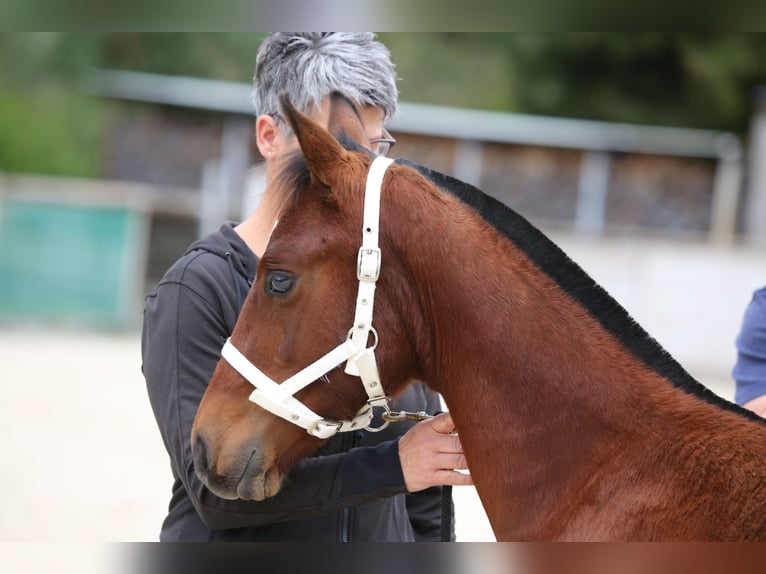 Freiberger Stallion Foal (04/2025) 15,1 hh Brown in Escholzmatt