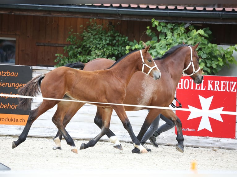 Freiberger Stallion Foal (03/2025) 15,1 hh Brown in Escholzmatt