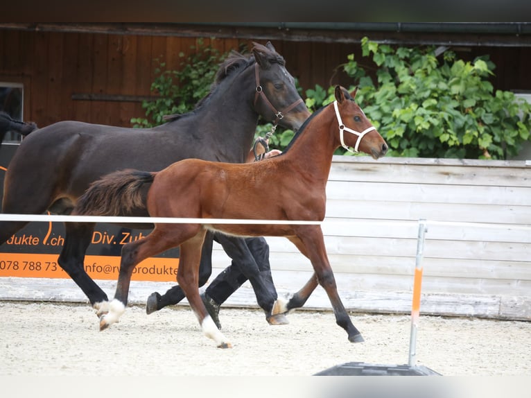 Freiberger Stallion Foal (04/2025) 15,1 hh Brown in Escholzmatt