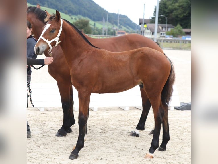 Freiberger Stallion Foal (03/2025) 15,1 hh Brown in Escholzmatt