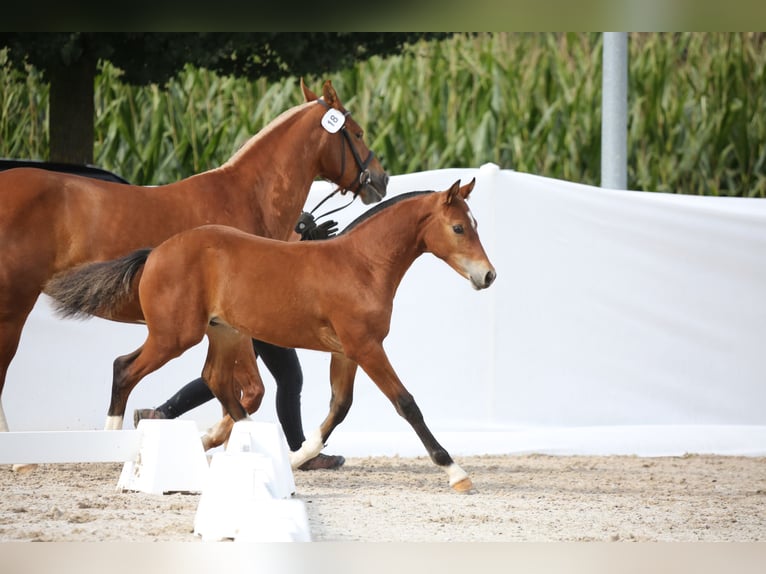 Freiberger Stallion Foal (04/2025) 15,1 hh Brown in Gelfingen