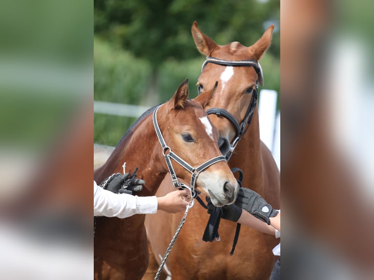 Freiberger Stallion Foal (04/2025) 15,1 hh Brown in Gelfingen