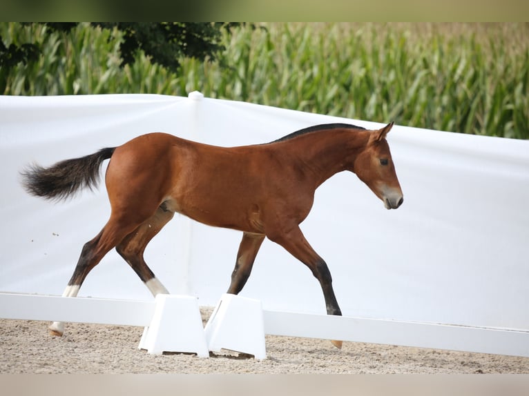 Freiberger Stallion Foal (04/2025) 15,1 hh Brown in Gelfingen