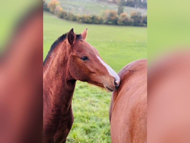 Freiberger Stallion Foal (01/2025) 15,1 hh Brown in Epauvillers Freiberger Stallion Foal (01/2025) 15,1 hh Brown in Epauvillers