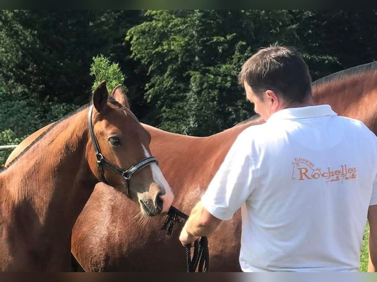 Freiberger Stallion Foal (01/2025) 15,1 hh Brown in Epauvillers Freiberger Stallion Foal (01/2025) 15,1 hh Brown in Epauvillers