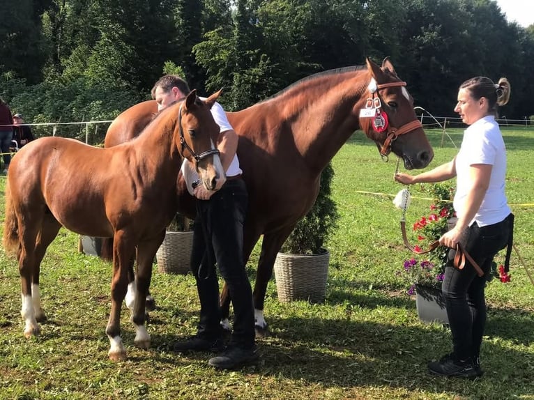 Freiberger Stallion Foal (01/2025) 15,1 hh Brown in Epauvillers Freiberger Stallion Foal (01/2025) 15,1 hh Brown in Epauvillers