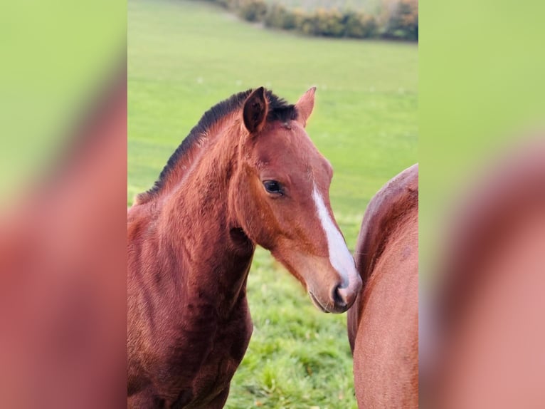 Freiberger Stallion Foal (01/2025) 15,1 hh Brown in Epauvillers Freiberger Stallion Foal (01/2025) 15,1 hh Brown in Epauvillers