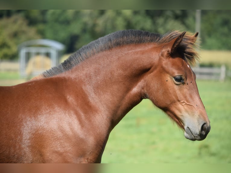 Freiberger Stallion Foal (04/2025) 15,1 hh Brown in Wissen