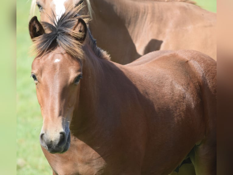 Freiberger Stallion Foal (04/2025) 15,1 hh Brown in Wissen