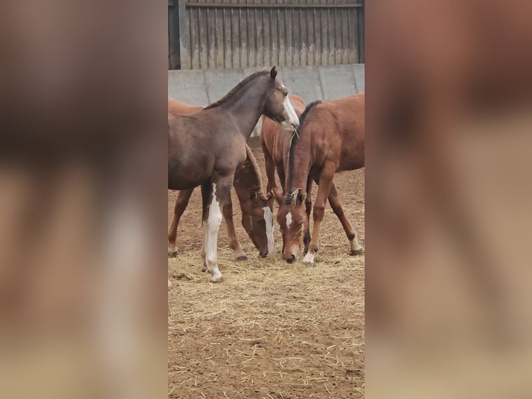 Freiberger Stallion Foal (05/2025) 15,1 hh Chestnut in Olst