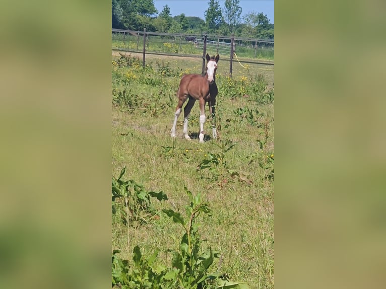 Freiberger Stallion Foal (05/2025) 15,1 hh Chestnut in Olst