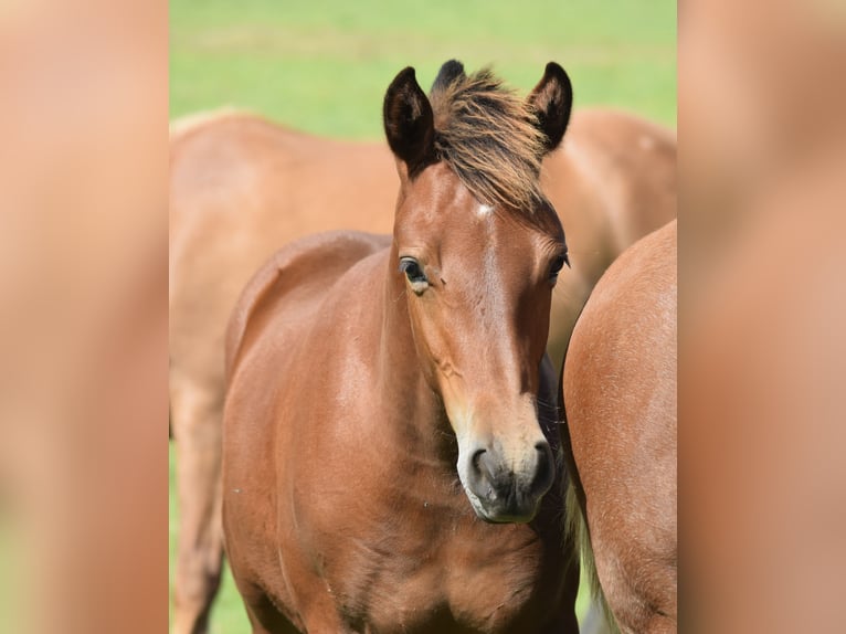 Freiberger Stallion Foal (04/2025) 15,2 hh Brown in Wissen