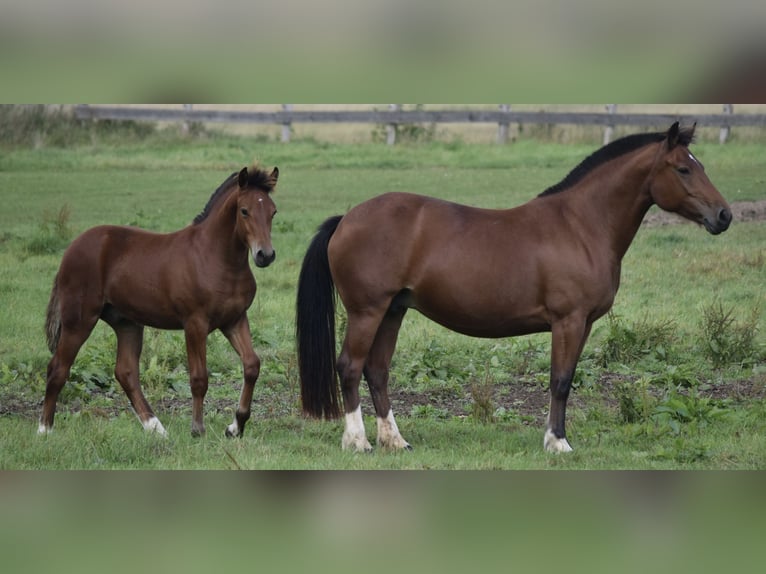 Freiberger Stallion Foal (04/2025) 15,2 hh Brown in Wissen