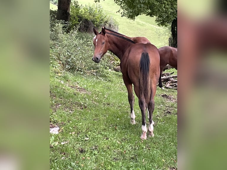 Freiberger Stallion Foal (03/2025) 15,2 hh Brown in Epauvillers Freiberger Stallion Foal (03/2025) 15,2 hh Brown in Epauvillers