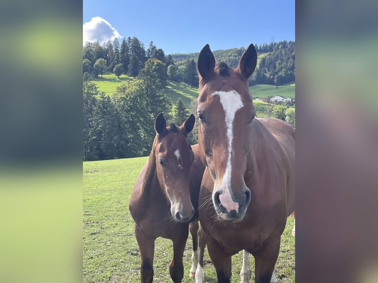 Freiberger Stallion Foal (03/2025) 15,2 hh Brown in Epauvillers Freiberger Stallion Foal (03/2025) 15,2 hh Brown in Epauvillers