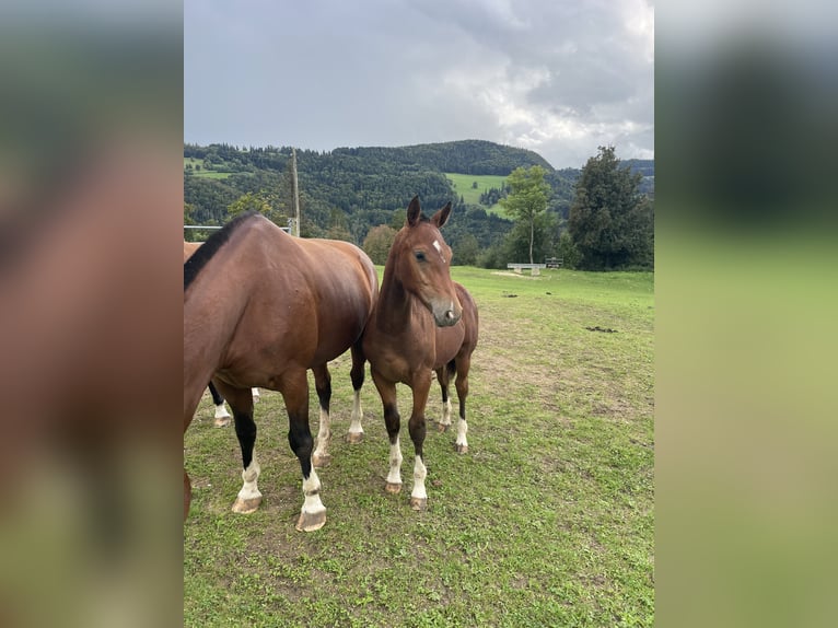 Freiberger Stallion Foal (03/2025) 15,2 hh Brown in Epauvillers Freiberger Stallion Foal (03/2025) 15,2 hh Brown in Epauvillers