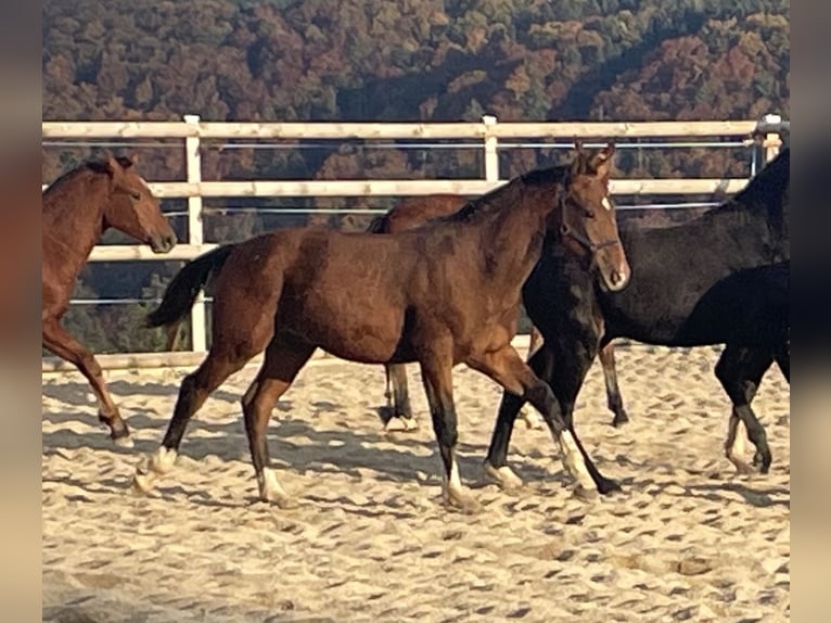 Freiberger Stallion Foal (03/2025) 15,2 hh Brown in Epauvillers Freiberger Stallion Foal (03/2025) 15,2 hh Brown in Epauvillers