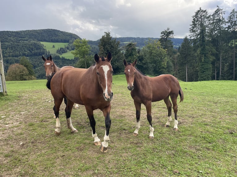 Freiberger Stallion Foal (03/2025) 15,2 hh Brown in Epauvillers Freiberger Stallion Foal (03/2025) 15,2 hh Brown in Epauvillers
