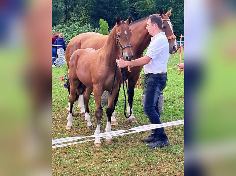 Freiberger Stallion Foal (03/2025) 15,2 hh Brown in Epauvillers Freiberger Stallion Foal (03/2025) 15,2 hh Brown in Epauvillers