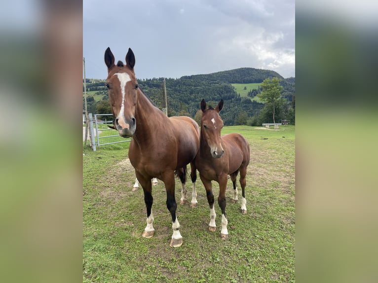 Freiberger Stallion Foal (03/2025) 15,2 hh Brown in Epauvillers Freiberger Stallion Foal (03/2025) 15,2 hh Brown in Epauvillers