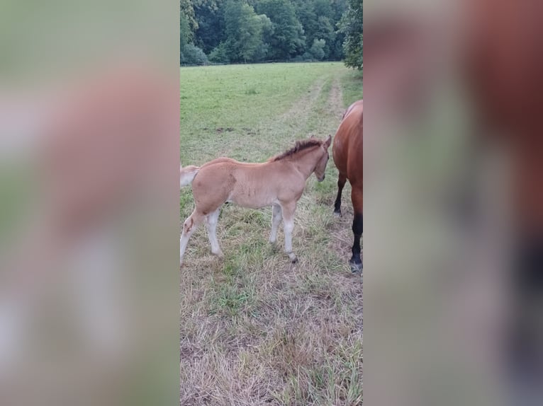 Freiberger Stallion Foal (05/2025) 15,2 hh Brown in Schenklengsfeld