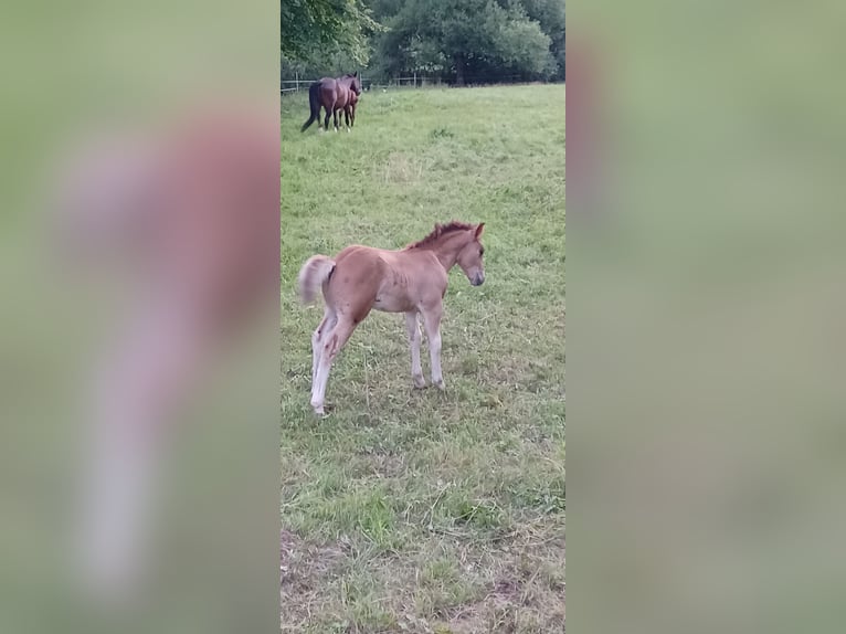 Freiberger Stallion Foal (05/2025) 15,2 hh Brown in Schenklengsfeld