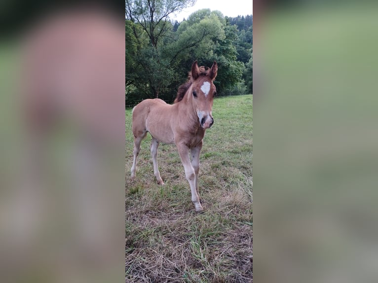 Freiberger Stallion Foal (05/2025) 15,2 hh Brown in Schenklengsfeld