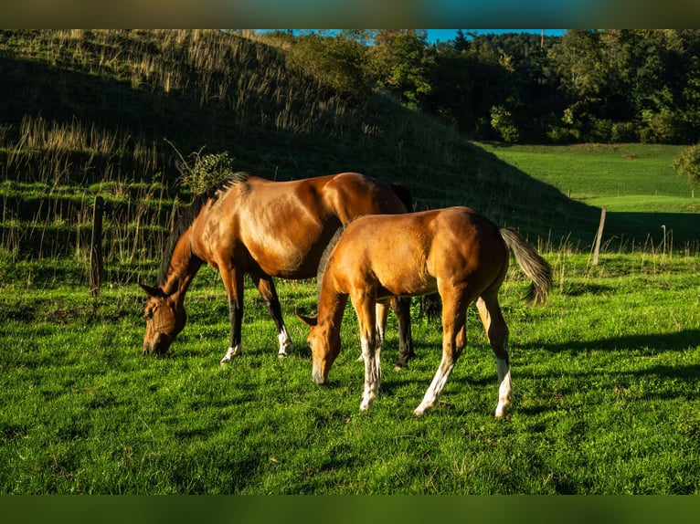 Freiberger Stallion Foal (05/2026) 16 hh Brown in Mümliswil