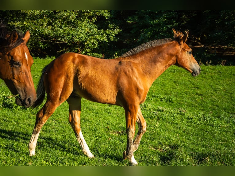 Freiberger Stallion Foal (05/2026) 16 hh Brown in Mümliswil