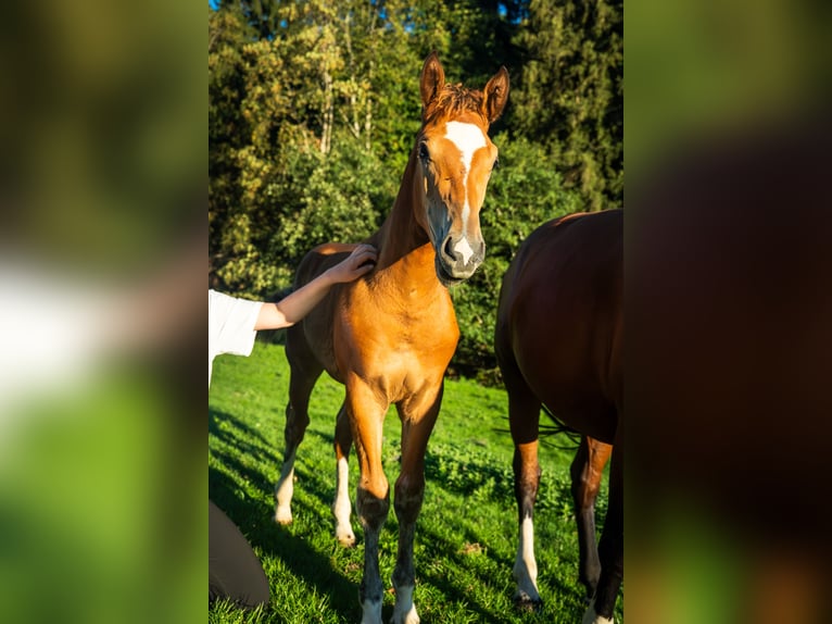 Freiberger Stallion Foal (05/2026) 16 hh Brown in Mümliswil