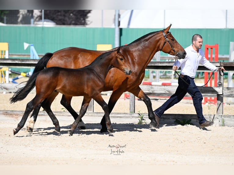 Freiberger Stallion Foal (04/2025) Bay-Dark in Seewen SO