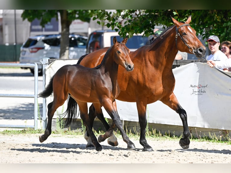 Freiberger Stallion Foal (04/2025) Bay-Dark in Seewen SO