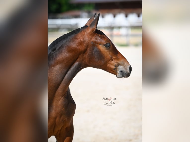 Freiberger Stallion Foal (04/2025) Bay-Dark in Seewen SO