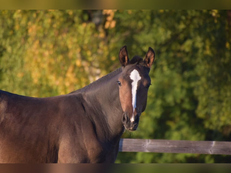 Freiberger Stallion Foal (04/2025) Bay-Dark in Pratteln