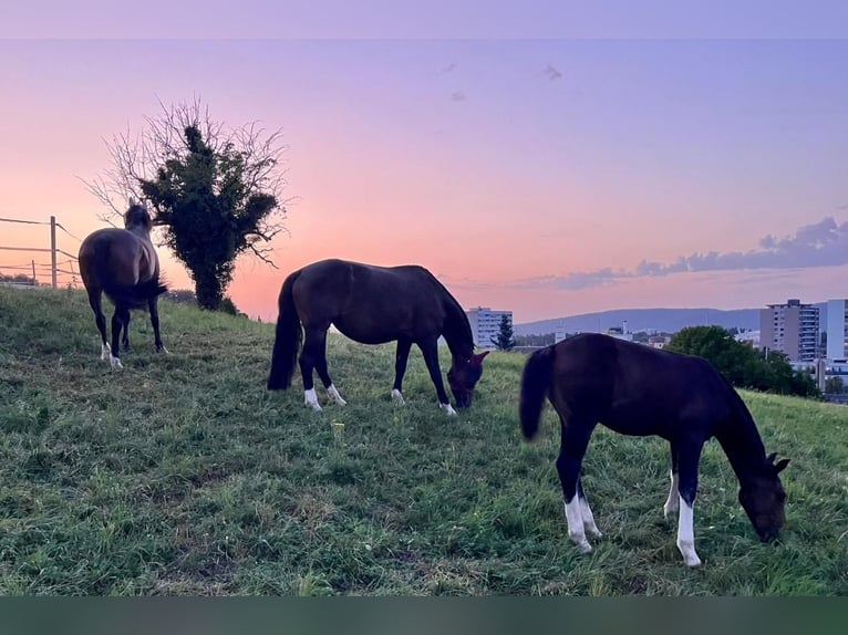 Freiberger Stallion Foal (04/2025) Bay-Dark in Pratteln
