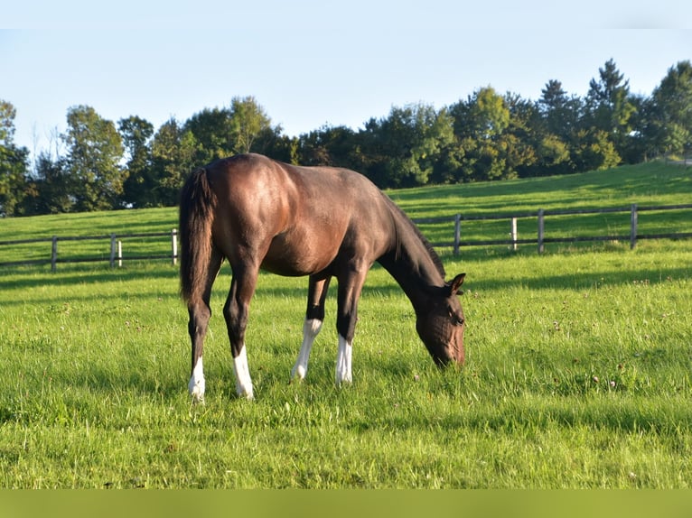 Freiberger Stallion Foal (04/2025) Bay-Dark in Pratteln