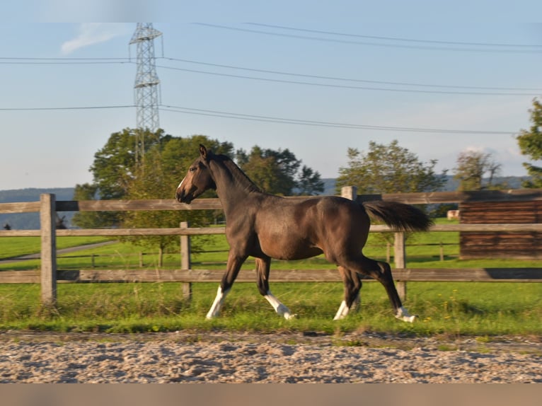 Freiberger Stallion Foal (04/2025) Bay-Dark in Pratteln