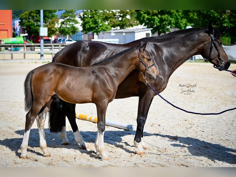 Freiberger Stallion Foal (04/2025) Bay-Dark in Pratteln