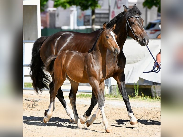 Freiberger Stallion Foal (04/2025) Bay-Dark in Pratteln
