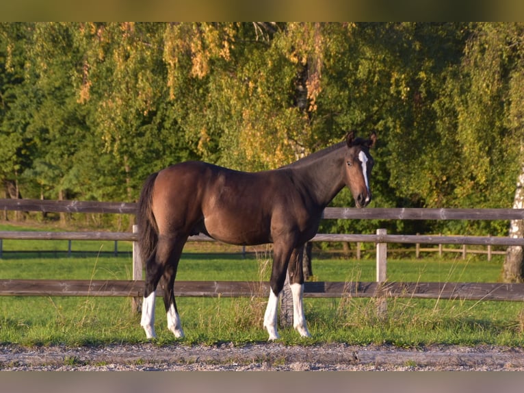Freiberger Stallion Foal (04/2025) Bay-Dark in Pratteln