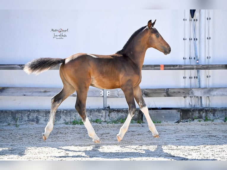 Freiberger Stallion Foal (04/2025) Bay-Dark in Pratteln