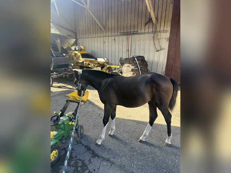 Freiberger Stallion Foal (04/2025) Bay-Dark in Pratteln