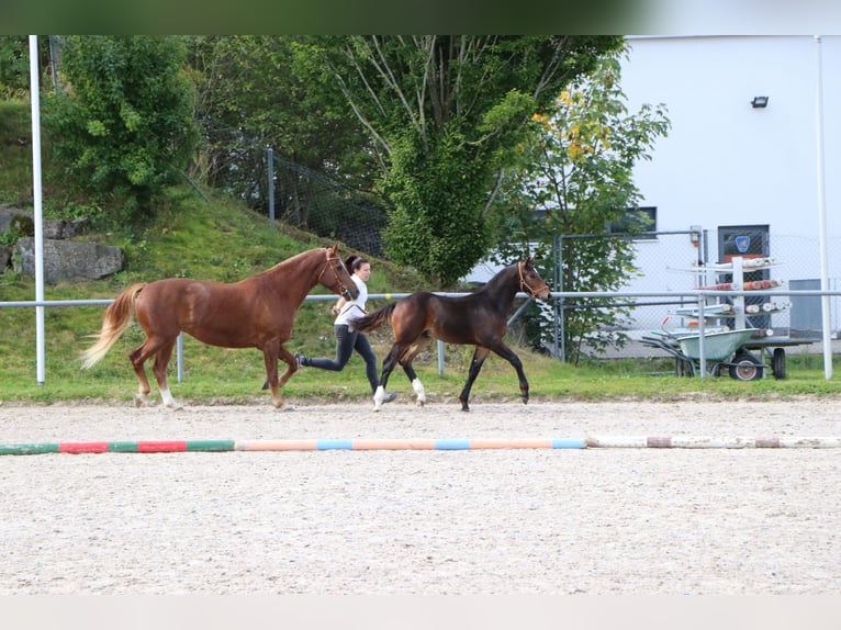 Freiberger Stallion Foal (04/2025) Bay-Dark in St. Silvester